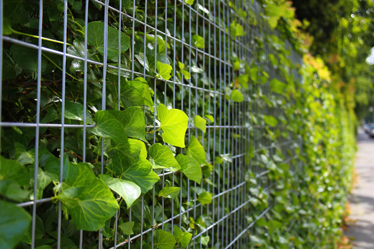 Dubbel gaashekwerk bedekt met klimplanten