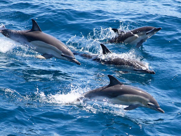 Common Dolphin pod breaching in blue water on a sunny day
