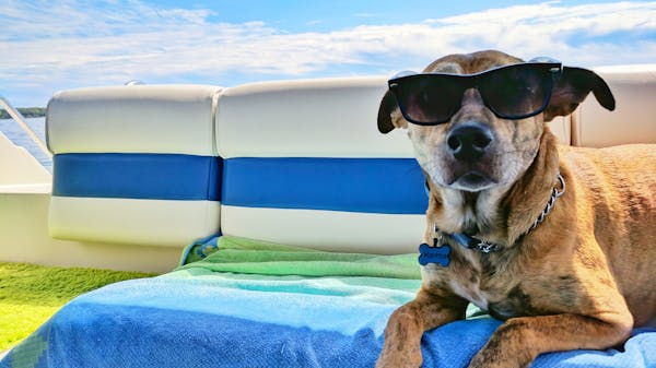 Dog with sunglasses enjoying a trip on a charter yacht