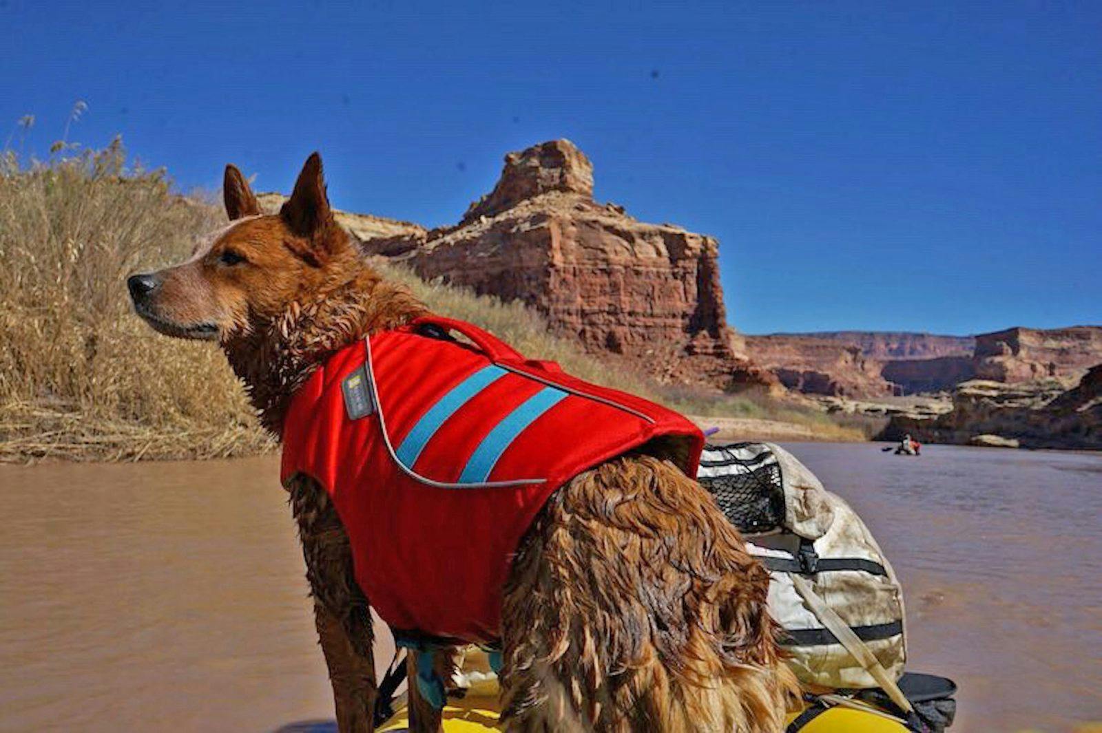 Dog PFDs: How to train your dog to wear a pfd. Photo by Molly Harrison of Sprocket.