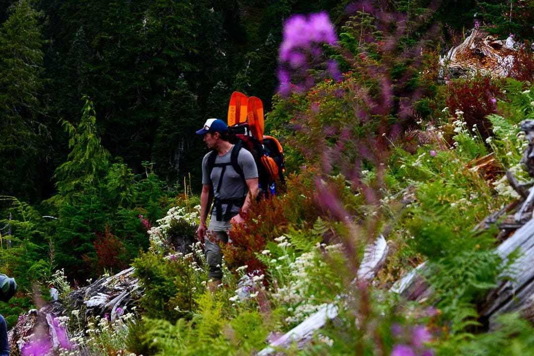 Greg Lewis hiking through the lupine on route to the Queets River.