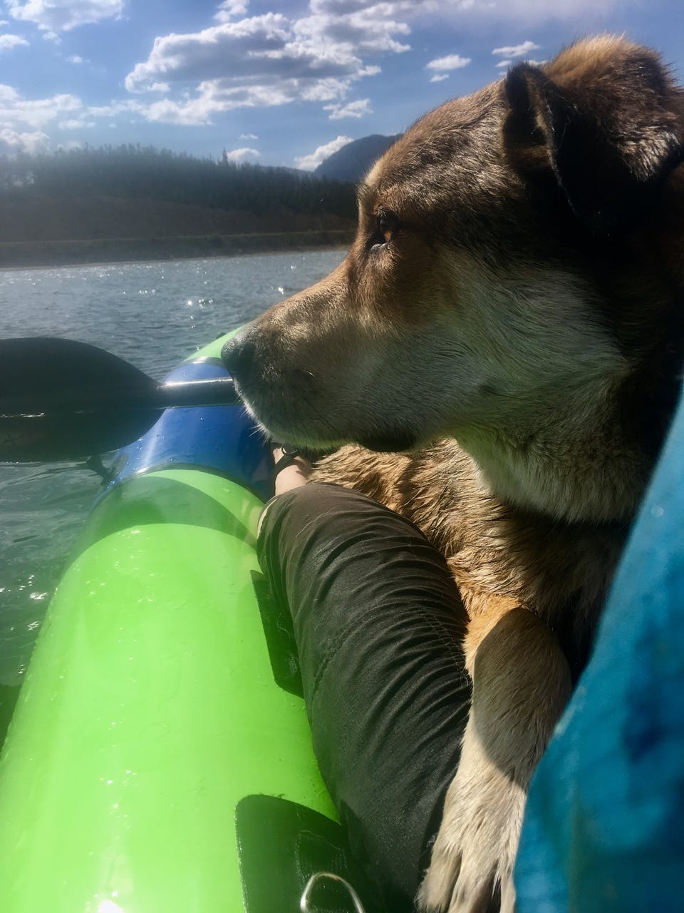 Alison Koziol: &#x201C;Look mom, I&#x2019;m a boat dog!: Dudley&#x2019;s first time in the packraft.&#x201D;