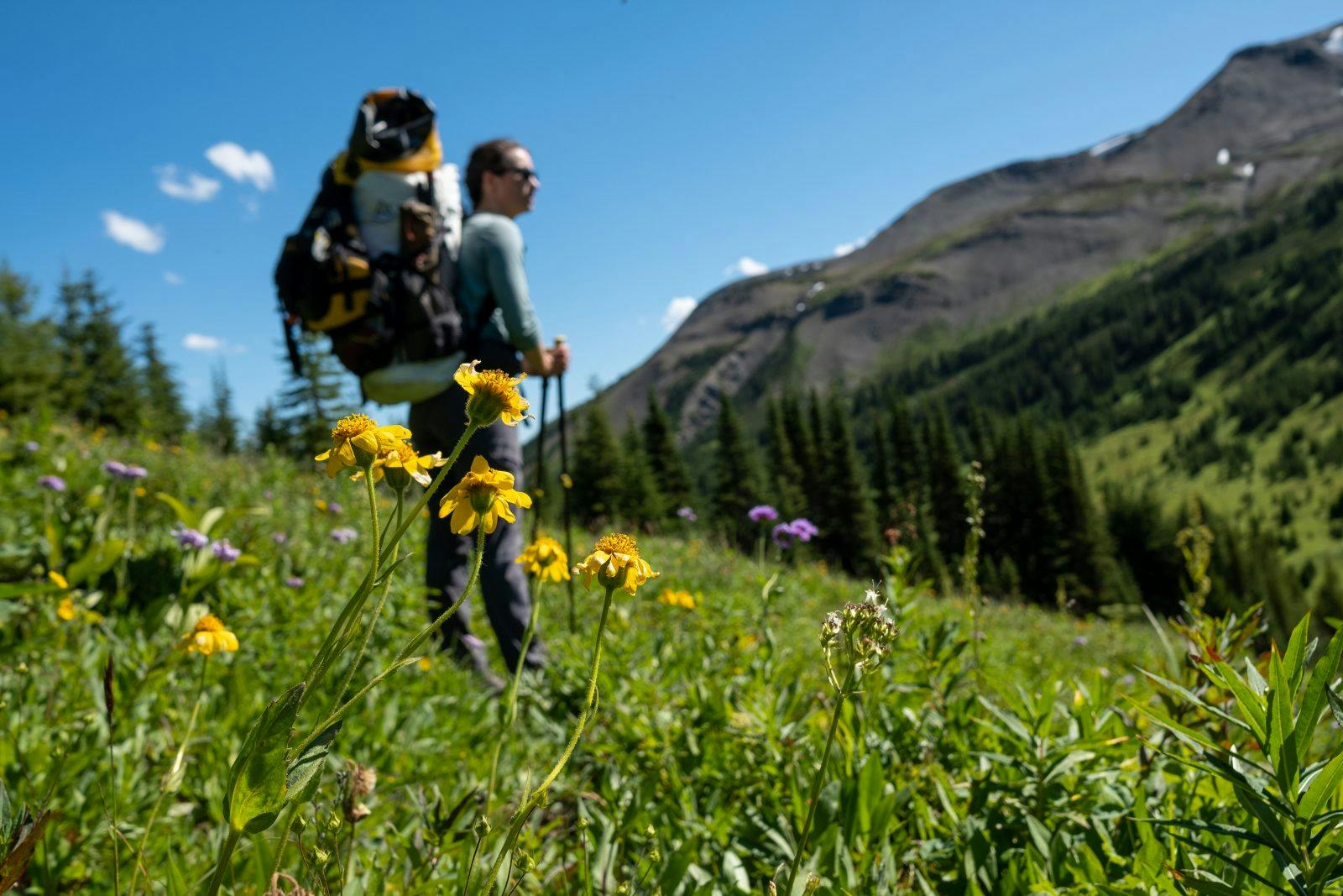 Sub-alpine flowers blooming just before Snake Indian Pass. Photo by Coburn Brown