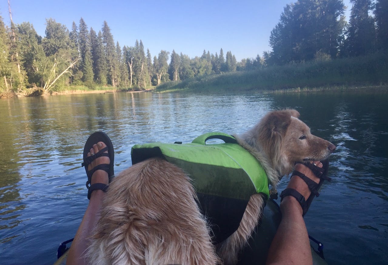 Andrea DiNino: &quot;Dylan chillin&apos; on the Swan River: Dylan was adopted from a hoarding situation in Mexico...now she spends her summer days floating on the lakes and rivers of northwest Montana, just as she deserves.&quot;