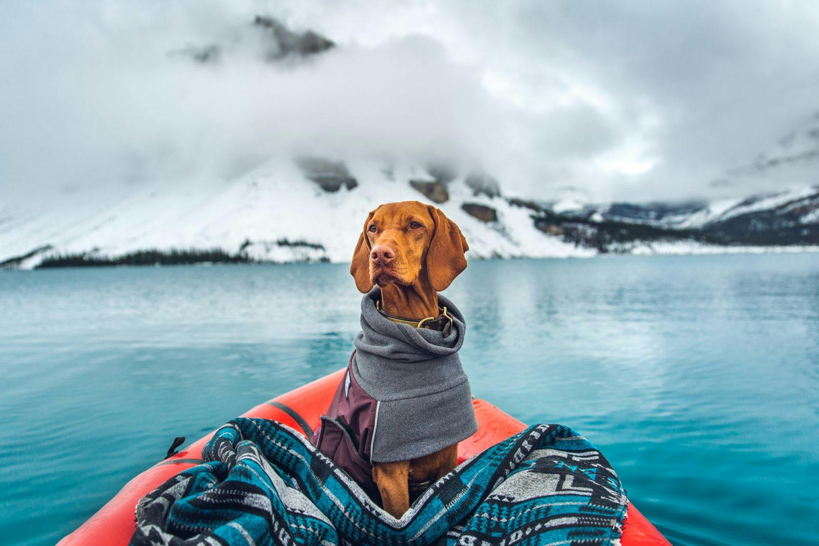 Whiskey the Vizsla wrapped up in a blanket on Bow Lake on a cloudy evening in Banff National Park, Canada
