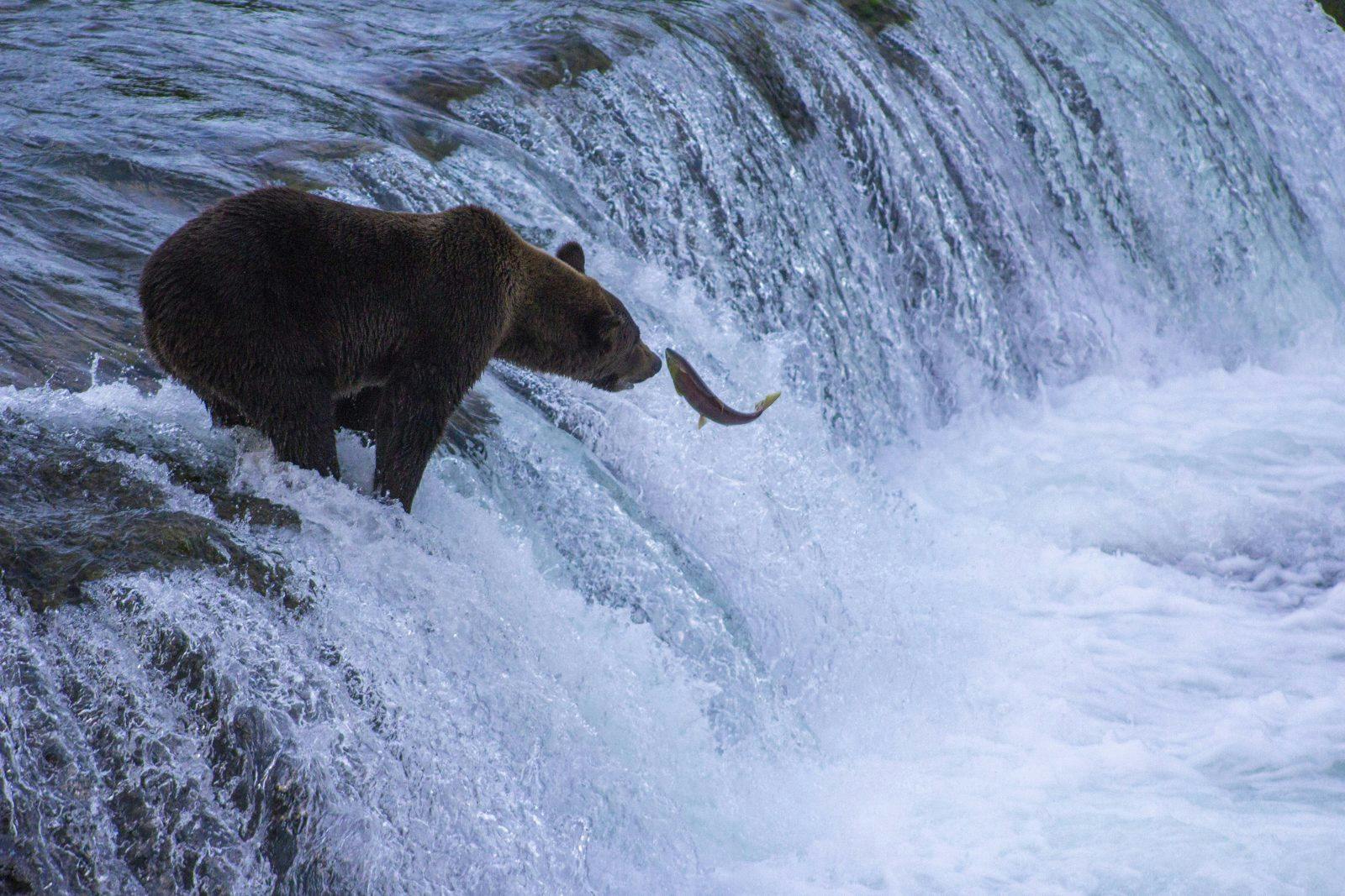 A brown bear waiting for the right salmon in Katmai National Park. Photo by: Sam Carter
