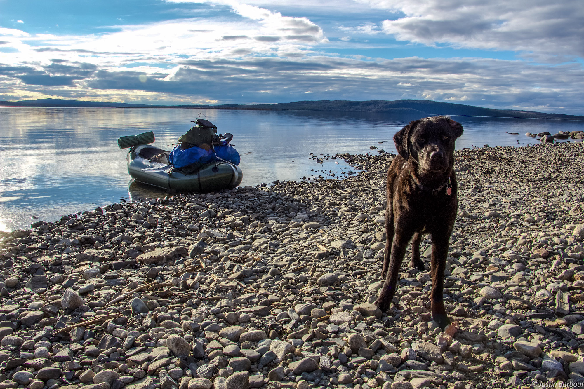 Justin barbour labrador