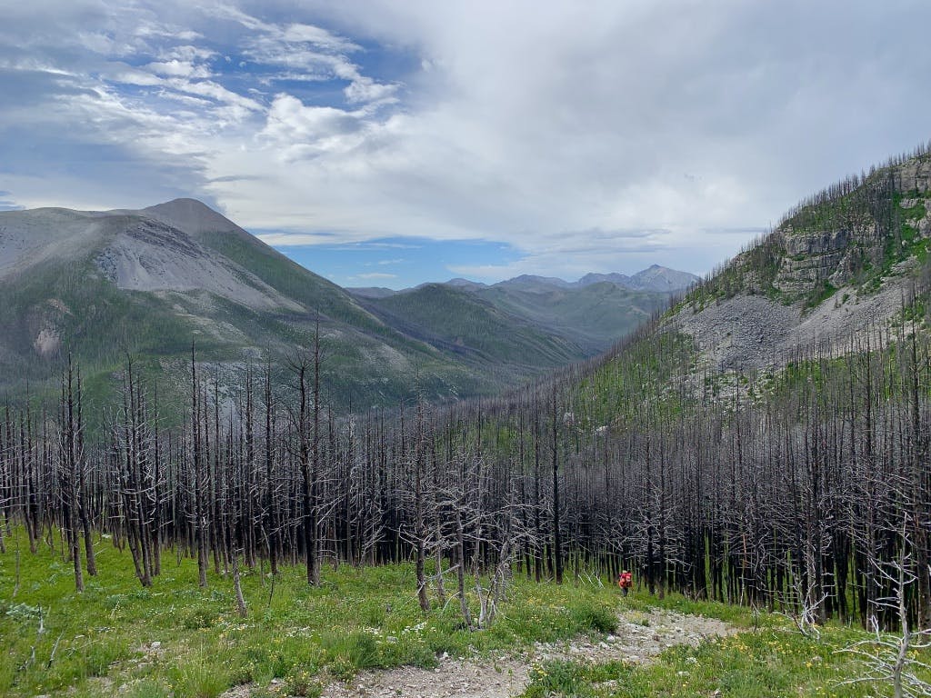 Walking through the burn.