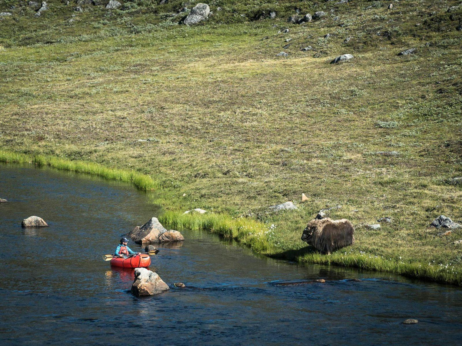 &quot;One afternoon we pitched camp early, next to the river in a spot that too nice to march past. We went for a play on the river in the warm afternoon sun, where the river was so clear that I could see plenty of char swimming along over the gravel banks beneath the boat. I was pretty close to this woolly guy before I spotted him, and he spotted me! I stopped paddling, stayed very still and drifted past him, close enough to smell him and to look into his goaty eyes (muskoxen are fairly closely related to mountain goat species) while we had a good look at each other. When I was a couple of metres away he wasn&#x2019;t sure whether he liked me or not and snorted a few times, then went back to nibbling the grass while I floated away, amazed and very glad to have had a chance to get so close to a muskox in such an unexpectedly unique way.&quot; ~Huw Oliver