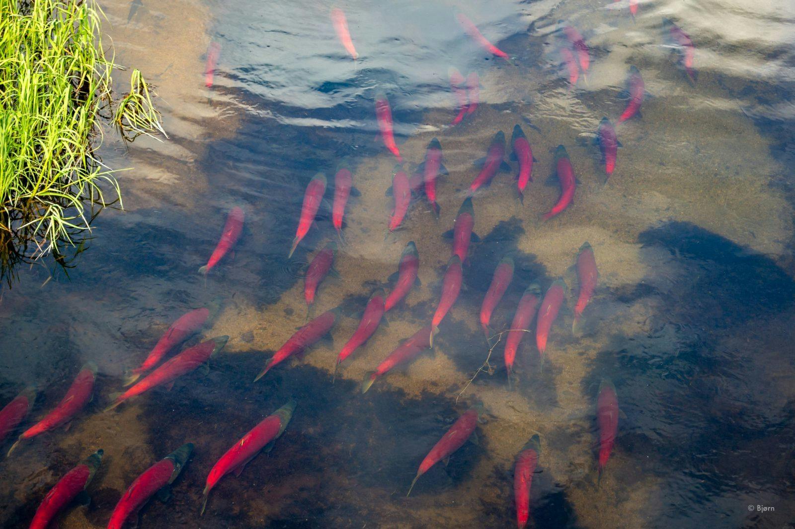 Stand for Salmon! Photo by Bj&#xF8;rn Olson  