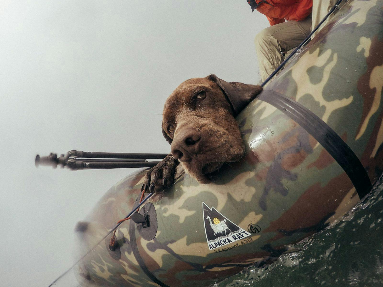 Poor Argo is so sad he doesn&apos;t have a dog PFD! Photo by Paolo Marchesi.