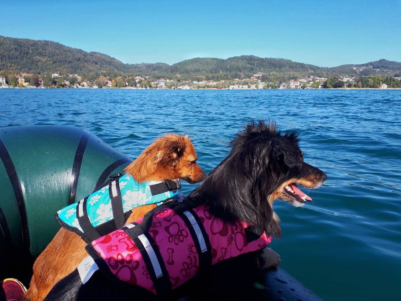 &#x201C;Two small adventure dogs: Still have to get used to the wobbly &quot;ground&quot;