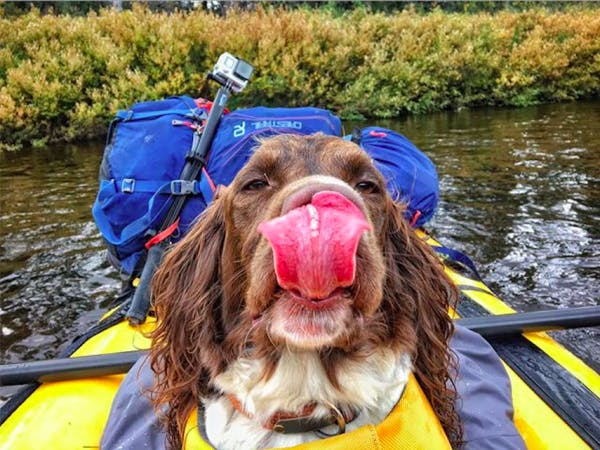 &quot;I don&#x2019;t normally post out of season or chronology, but this #thehatcherdiaries photo is too good not to share for the @alpacka_raft #dogsofpackrafting contest &#x2022; Kanuti River, AK &#x2022; August 19th, 2016,&quot; by @wildernessagenda.