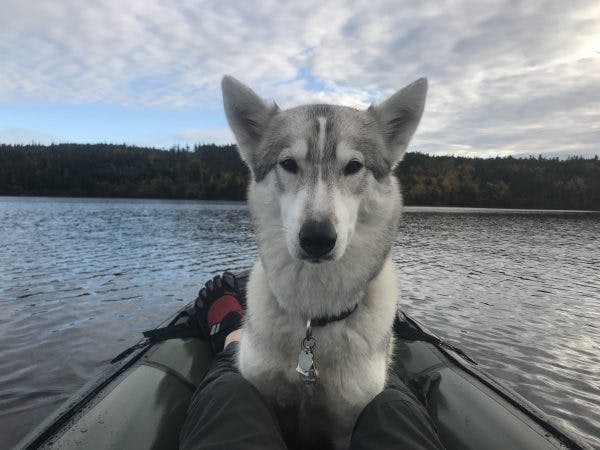 Runner up: &quot;Tasha the wolf dog loving her new alpacka mule raft,&quot; by Casey Crane