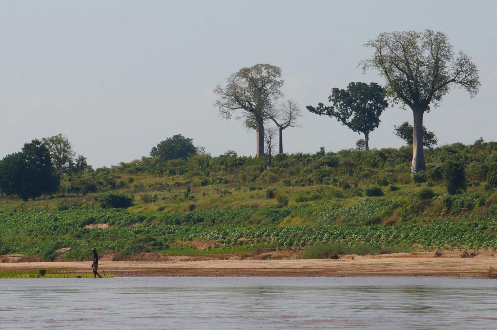 On the third day we saw our first Baobab trees. We also started to encounter more farmers planting on the river banks meaning we had to work harder to find campsites that wouldn&#x2019;t interfere with peoples daily life.