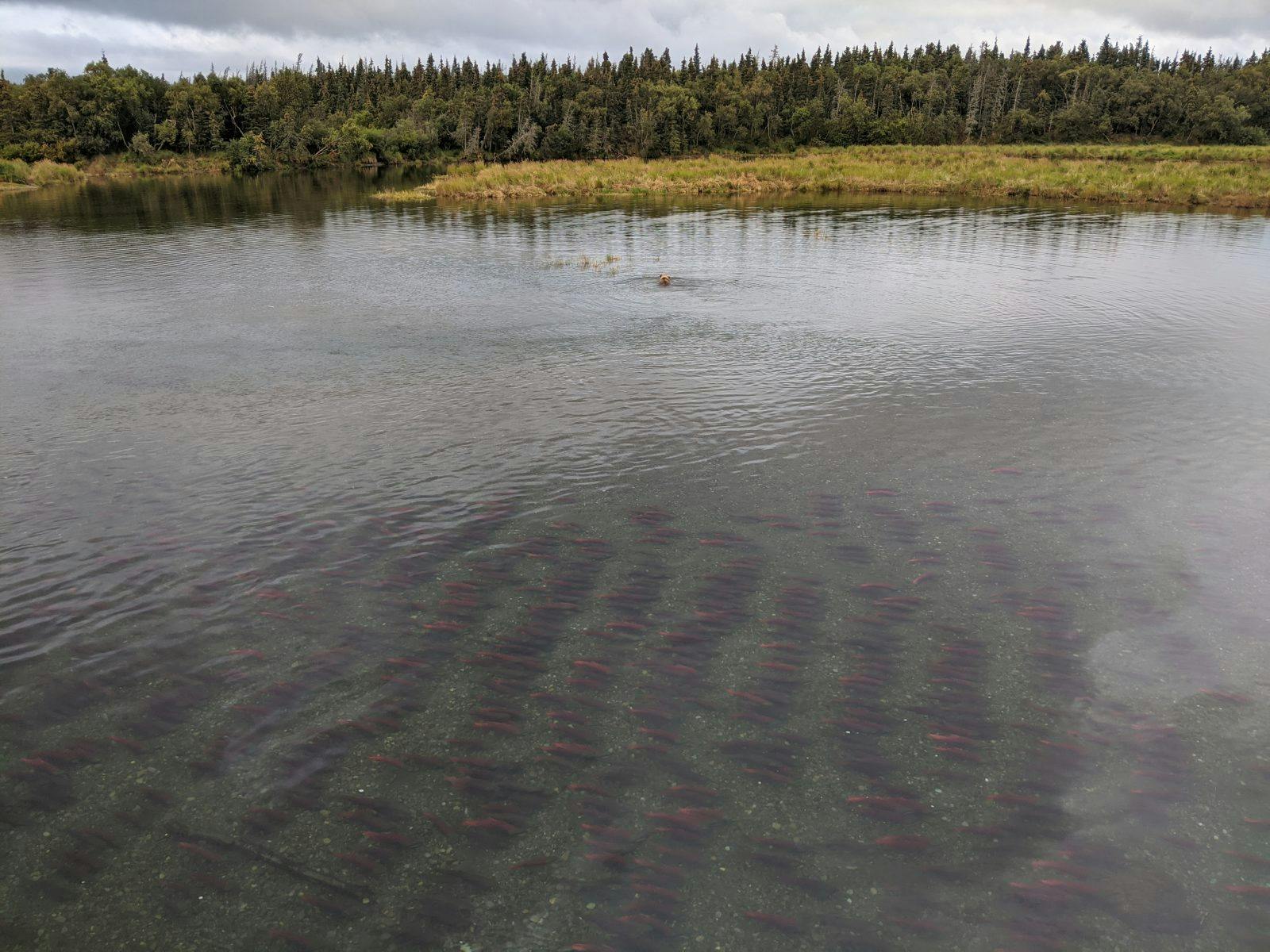 A brown bear fishes for salmon in the distance in Katmai. Photo by: Sam Carter