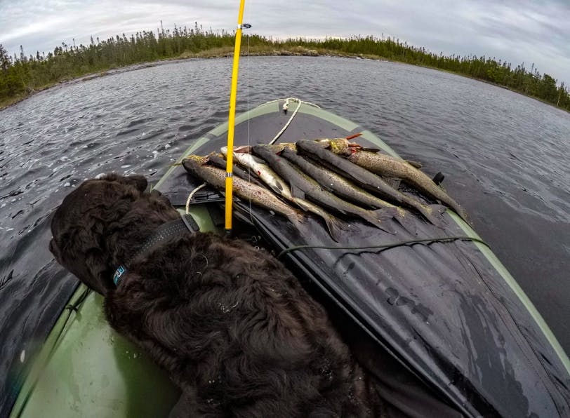 &#x201C;Basically we lived off the land and whatever we could carry in our packs. Fish was a huge part of our diet, and we relied on it for the extra calories and nutrients to keep us going. The longest gap between resupplies was 150 miles. That took us 25 days through some of the roughest terrain and biggest lakes the province had to offer. You can only carry so much food when you are off the beaten path because a heavy pack digs a little deeper into your shoulders when you are making your own trail. While paddling, the raft had limits on weight too. So for many reasons, I took less food and tried to catch more fish. This meal above lasted us for lunch, supper, and breakfast. Saku would always get the first serving. Being only nine months old, he needed the most.&#x201D;