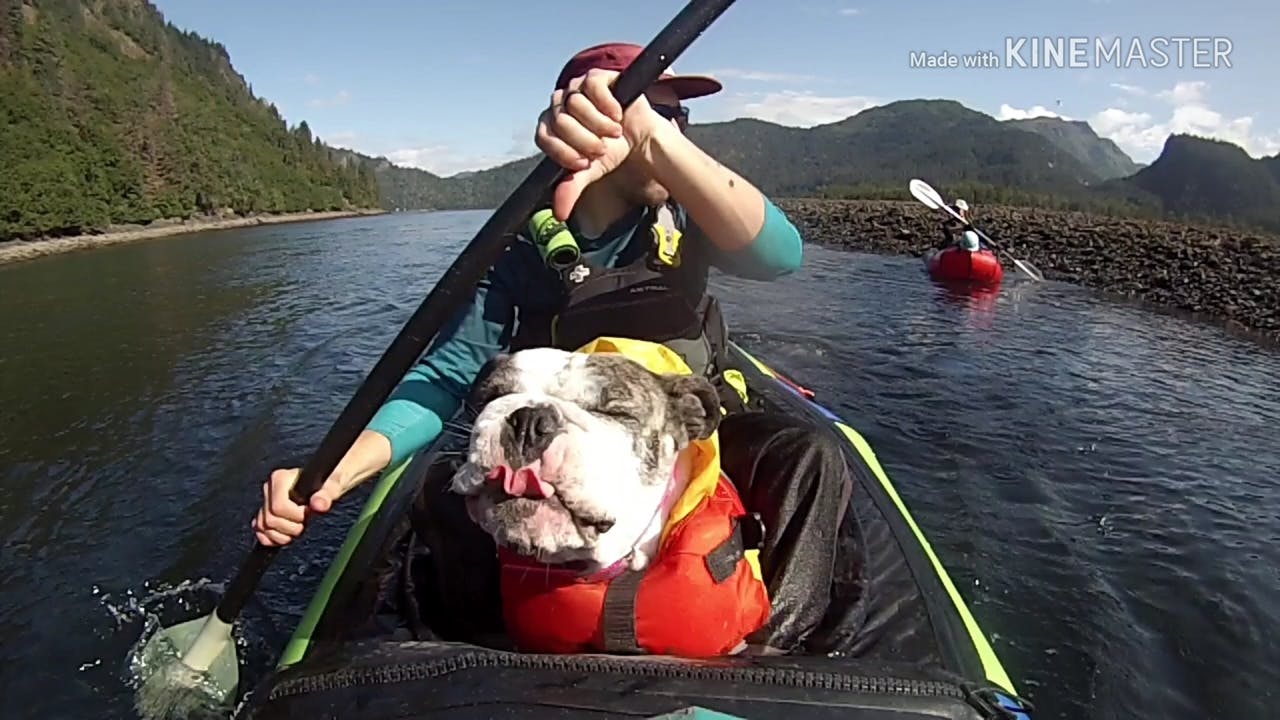 Heather Haffener: &#x201C;Sunbathing Bulldog: Sunbathing in Halibut Cove during a 3 day trip paddling Katchemak Bay&apos;s creeks and coastline.&#x201D;