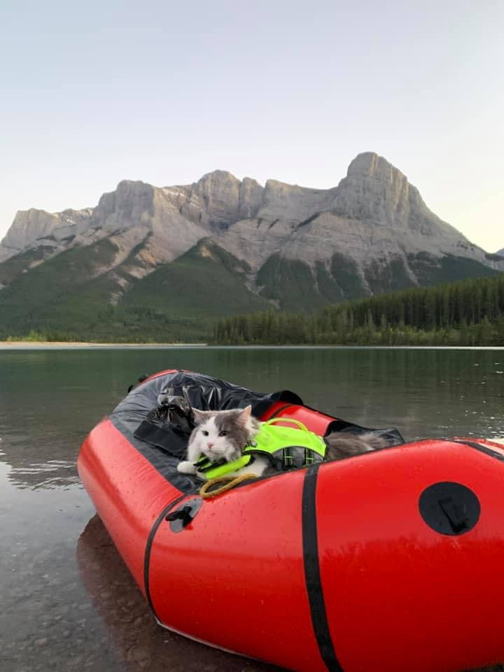 Dogs of Packrafting and cats too! Gary the Cat, submitted by James Eastham