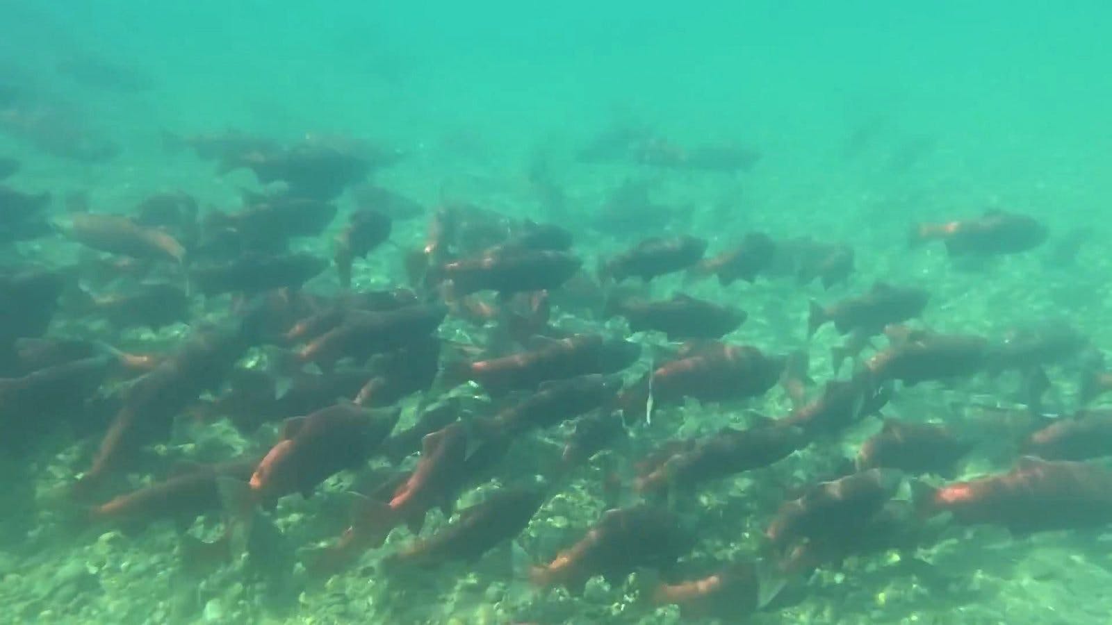 Sockeye salmon at the outlet of the Taziminia River. Photo by: Paul Gabriel