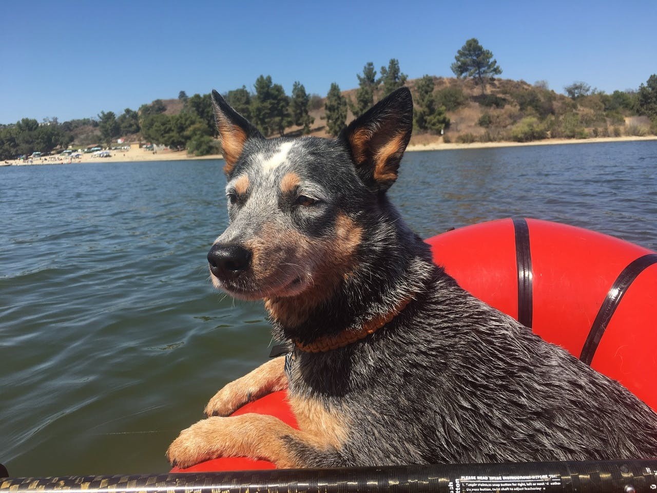 Kelly Hearn: &#x201C;Sodog on Bonelli: SoDog is on a paddle on the lake.&#x201D;