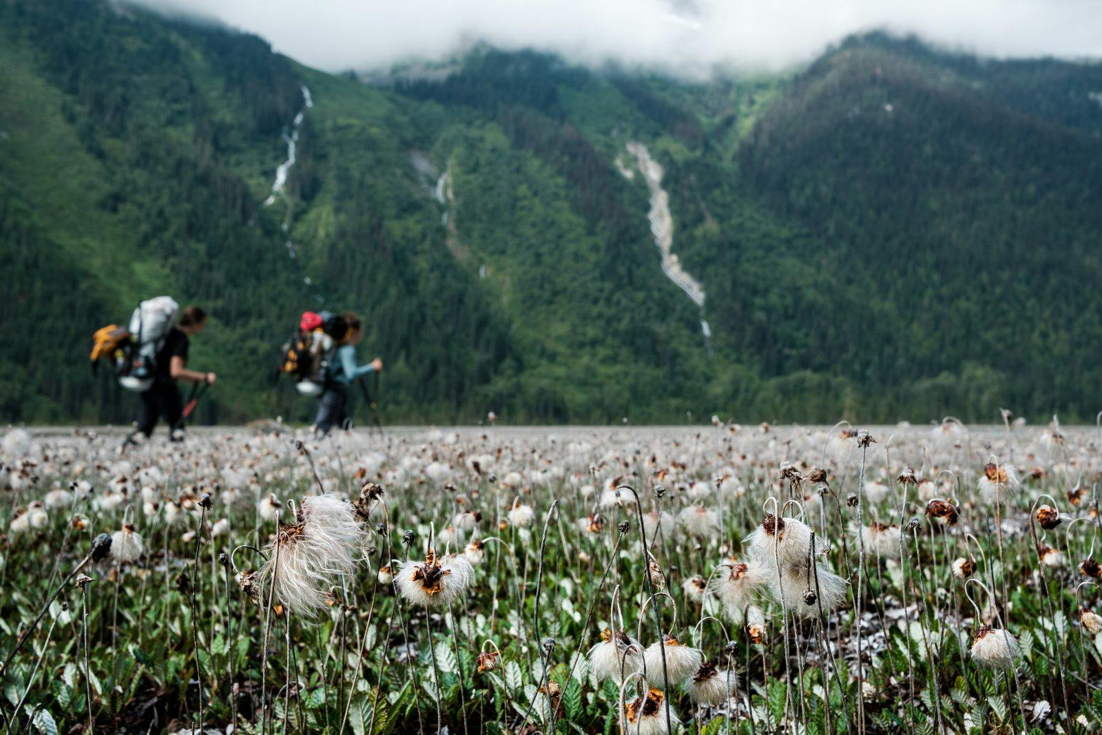 Hiking thorugh fields of 'hippie on a stick'. Photo by Coburn Brown