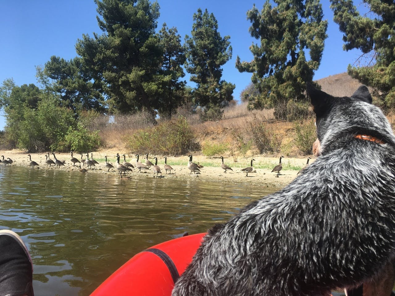 Kelly Hearn: &#x201C;Sodog and the geese: Sodog checking the geese out.&#x201D;