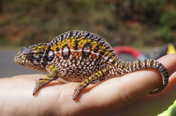 We learned on this trip to not just look up and around, but also down. Madagascar hides mysteries and beauty we are still trying to comprehend. Biologists estimate that about 90% of the animals found on the island of Madagascar are endemic to the island.