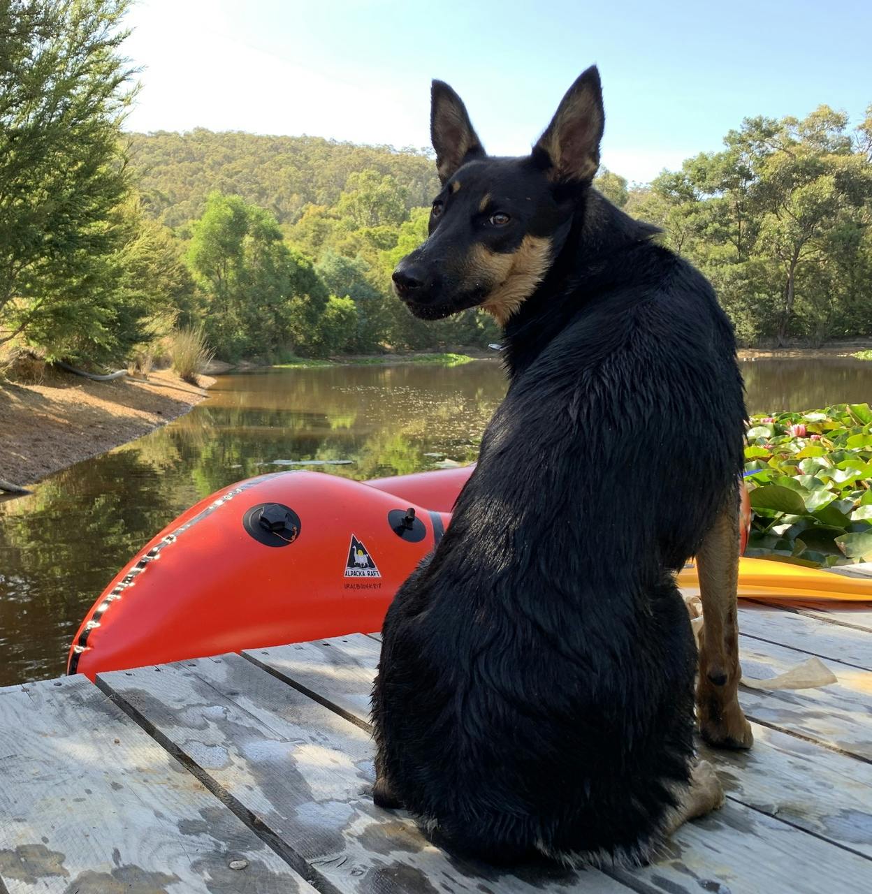 &#x201C;Herding the flock? When I overheard the hoomans talking about getting a couple of Alpackas I was super excited to put my herding skills into action. Wasn&#x2019;t expecting to have to learn new water skills instead. #kelpiesofpackrafting.&#x201D;