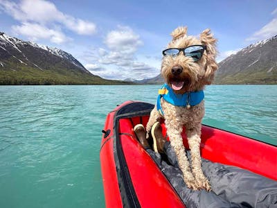 Roma the dog in their sunglasses while packrafting.