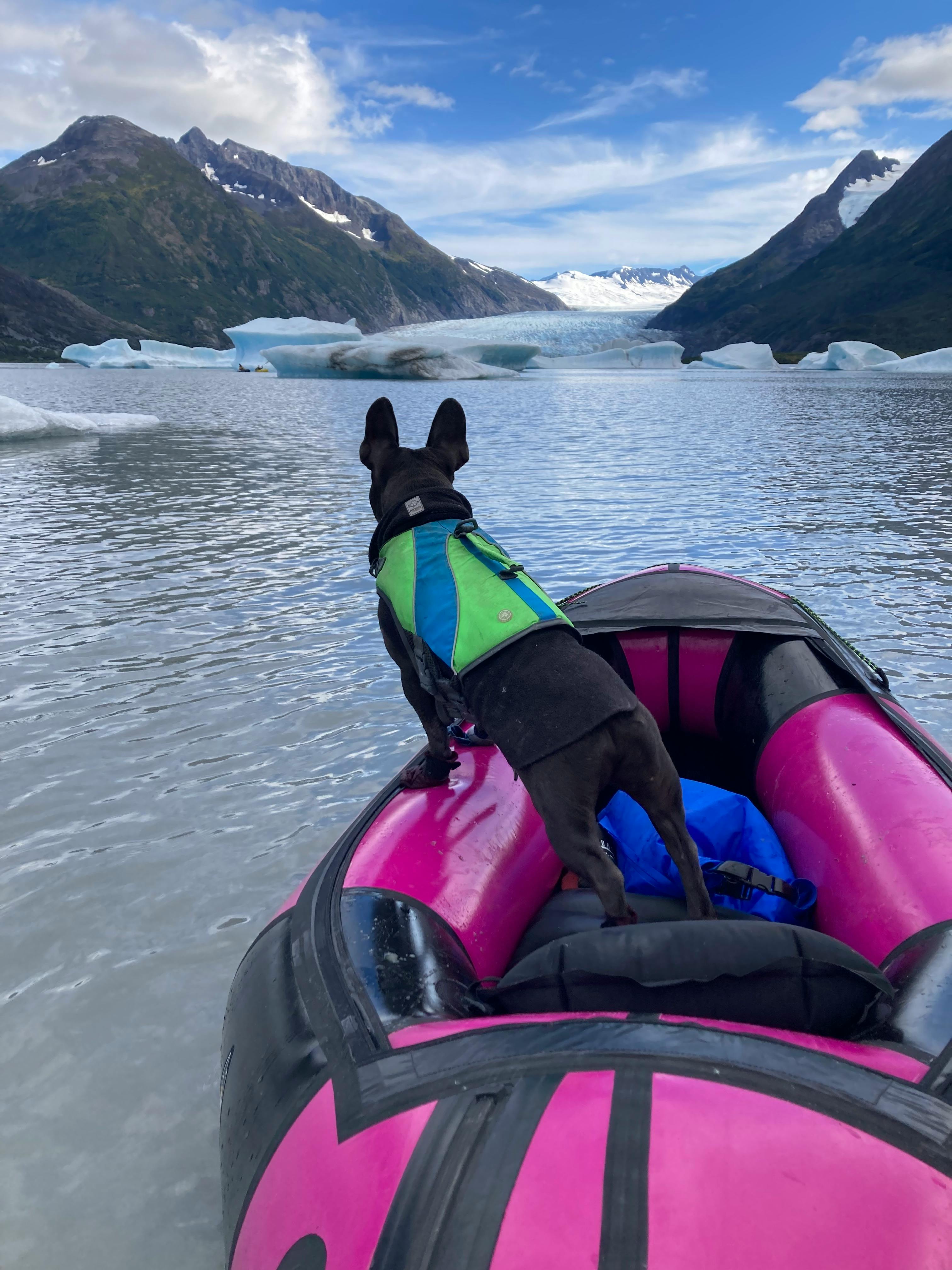 2023 Dogs of Packrafting Photo Contest Winners - Alpacka Raft Blog