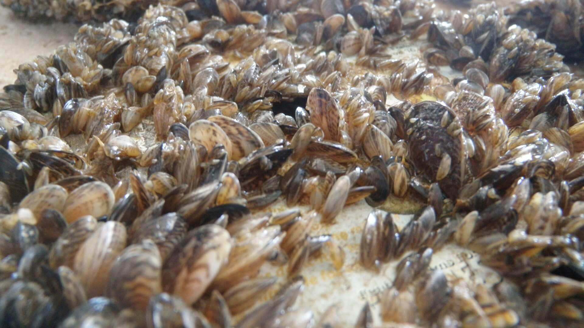 Dreissenid Mussles, one of the biggest threat to waters in the Western United States.