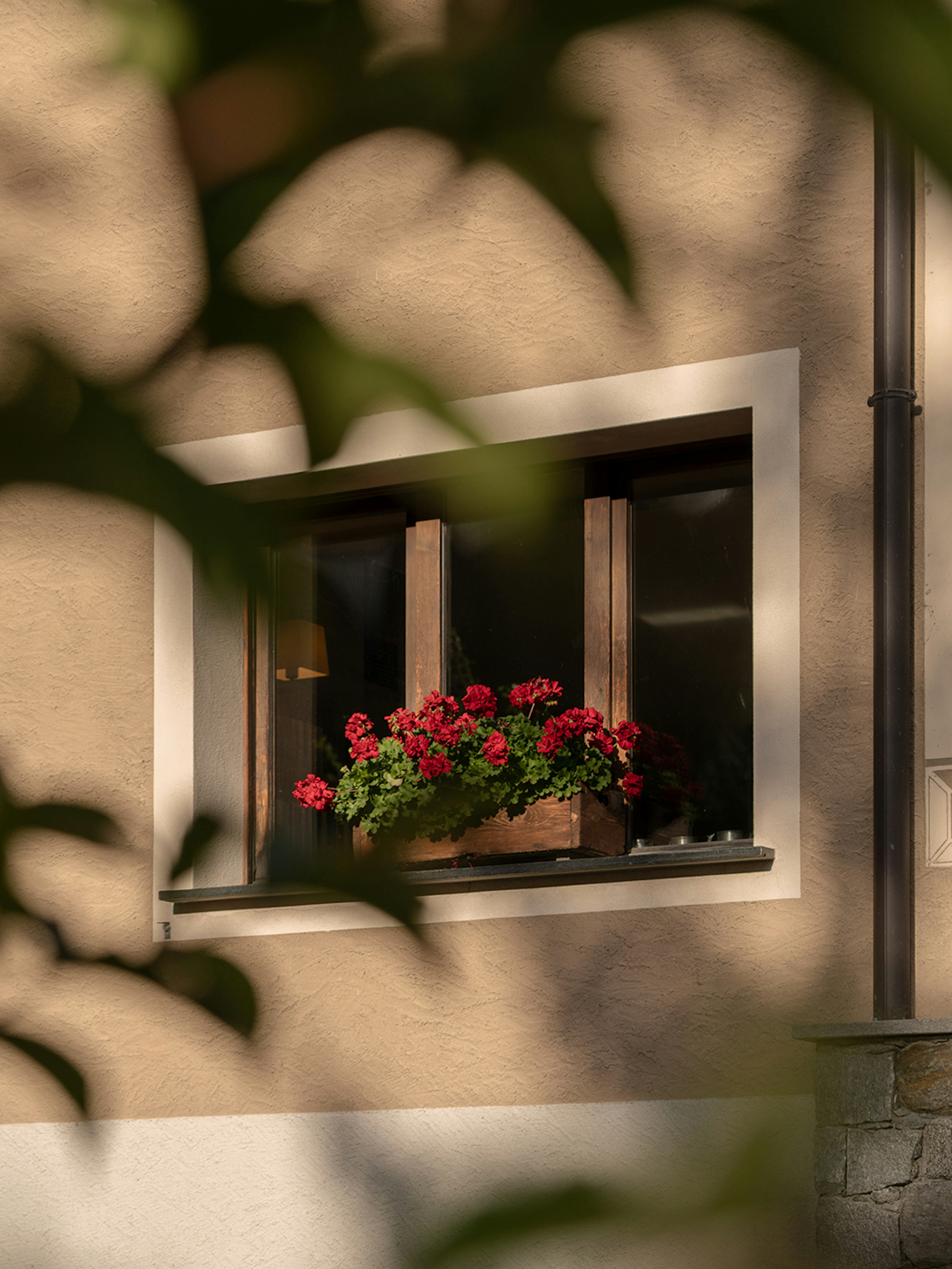 Finestra con gerani rossi su parete tradizionale alpina, ripresa attraverso fogliame naturale con luce soffusa