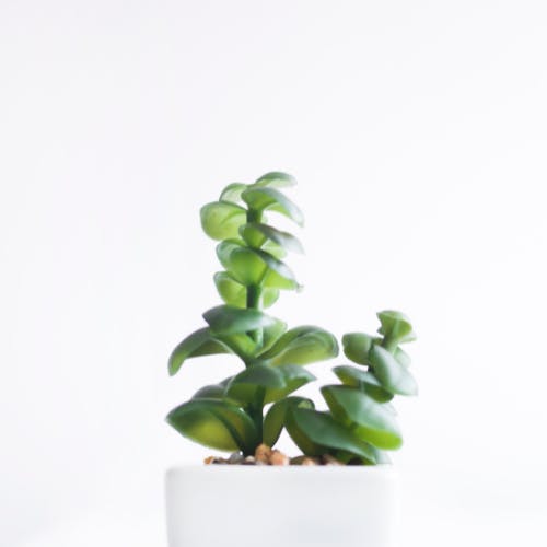 Small potted plant