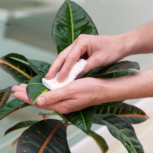 Caring for a house plant