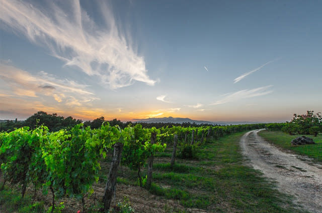 Rolling fields of lush green vineyards 