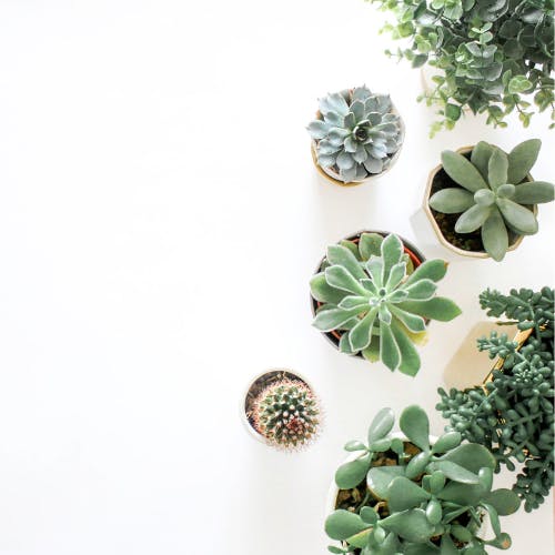 Succulent plants