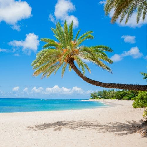 Palm tree and a beach in Hawaii
