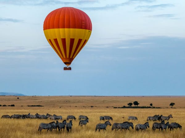 A lone hot air balloon over a herd of zebras.
