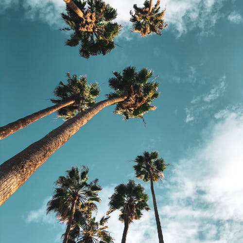 Image of tall palm trees in Los Angeles, California