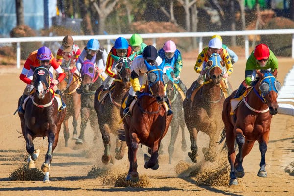 Group of horses racing