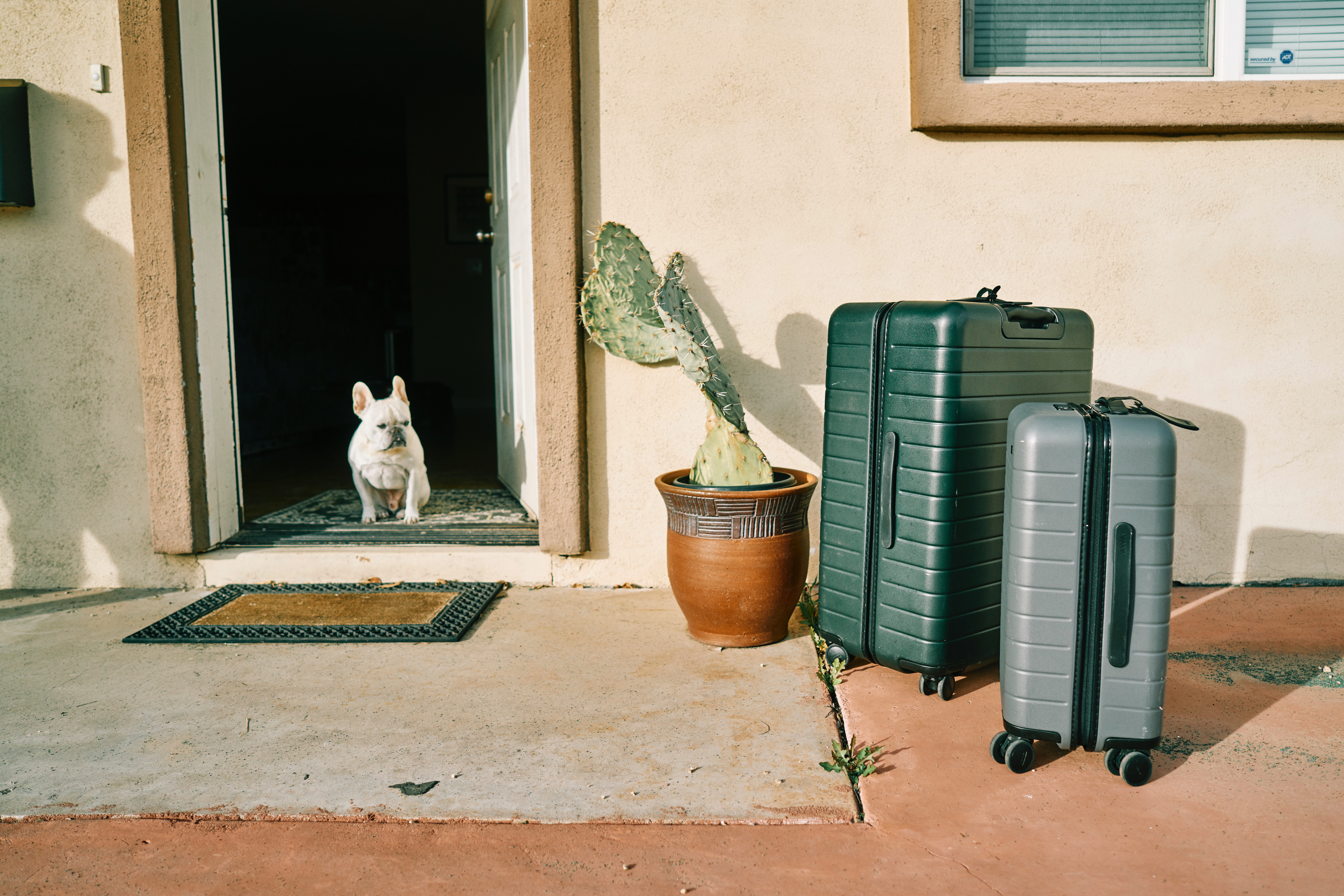 Dog sitting in doorway with suitcases