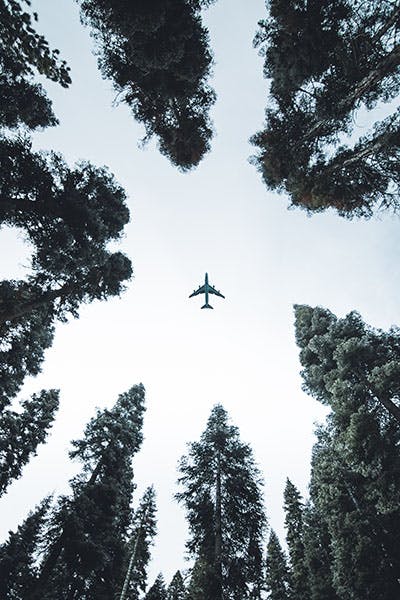 Looking up at airplane in sky and surrounded by trees