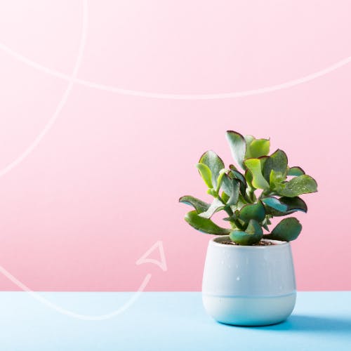 Plant pot