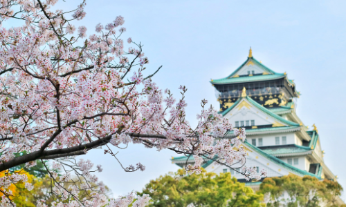 close up shot of a blossom branch in full blue with blue skies behind