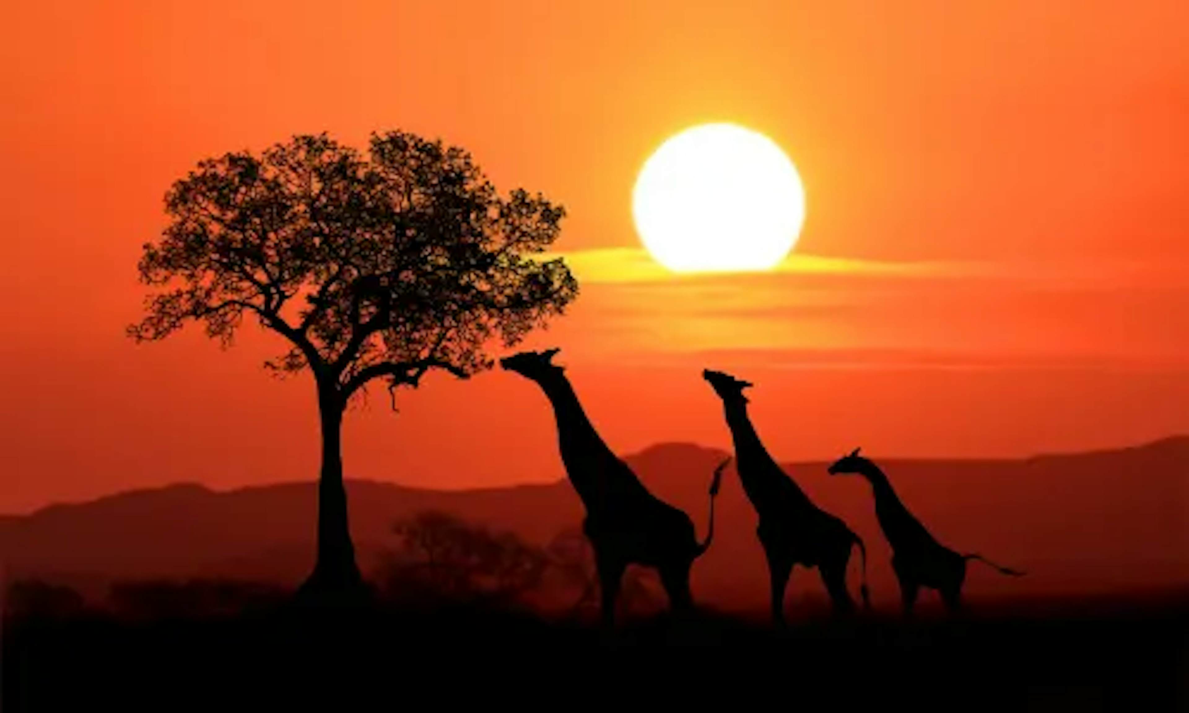 Three giraffes walking along the horizon at sunset in South Africa