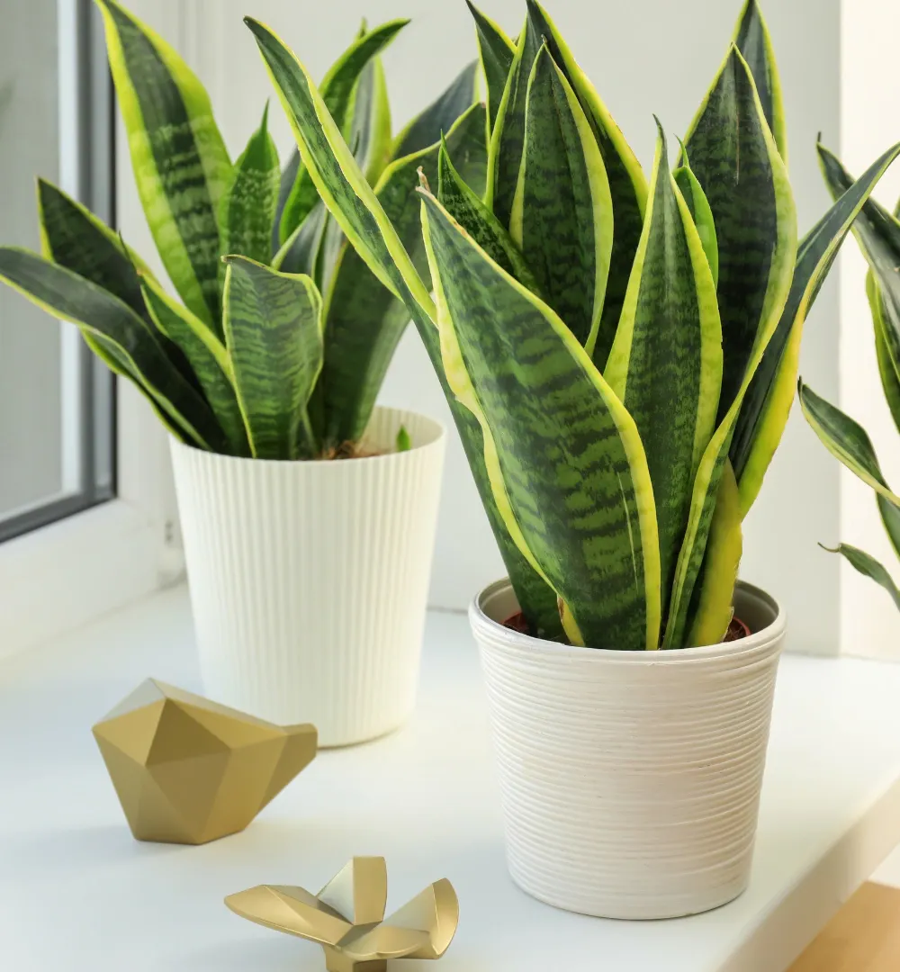 Flying with Plants | Rules for US, EU and International Travel