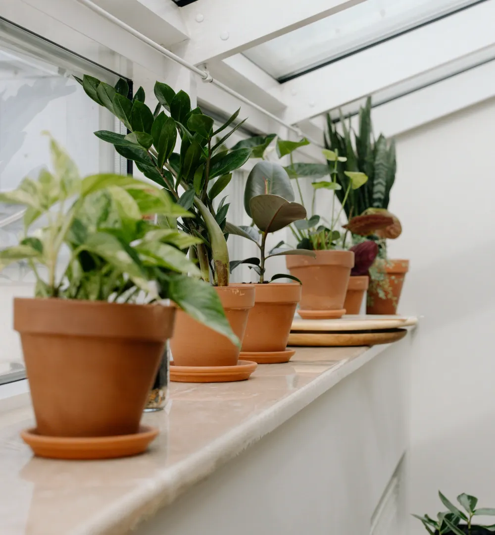elegance plant Dracaena Elegance 'Happy Plant'