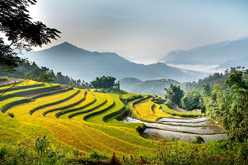 Picture of rice terrace farm in Southeast Asia