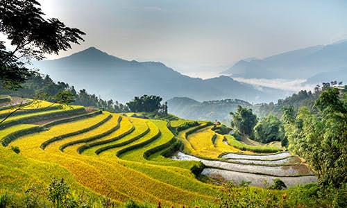 Picture of rice terrace farm in Southeast Asia